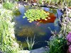 mini-Teich unten 3 06-2007